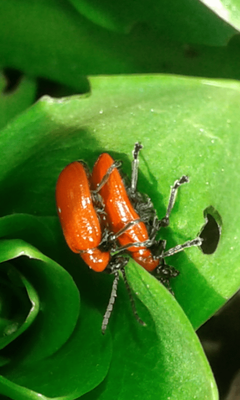 Chrysomelidae : Lilioceris lilii